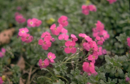 Aubrieta 'Dr Mules'