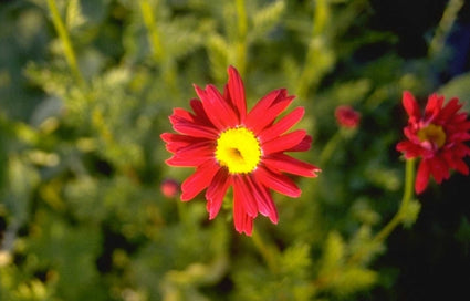 Wormkruid - Tanacetum 'Robinson's Red'