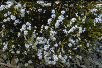 Struikveronica - Hebe Ochracea