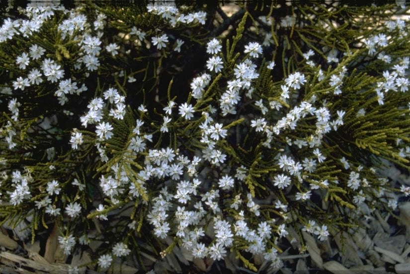 Struikveronica - Hebe Ochracea