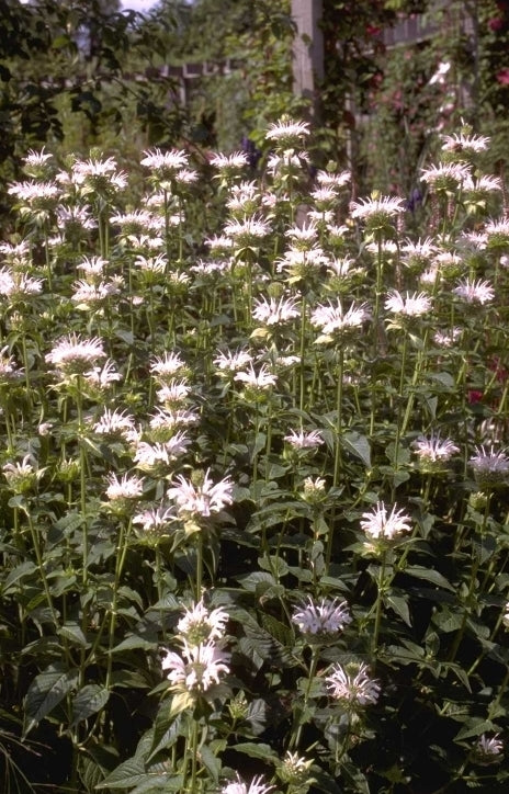 Bergamotplant - Monarda 'Schneewittchen'