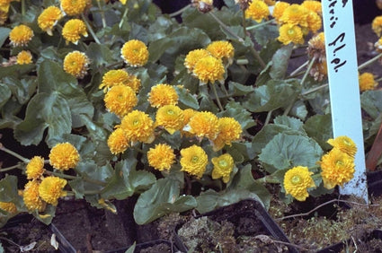 Caltha palustris 'Plena'