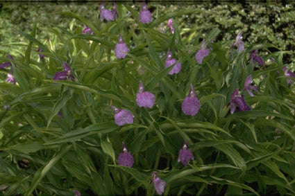 Roscoea humeana