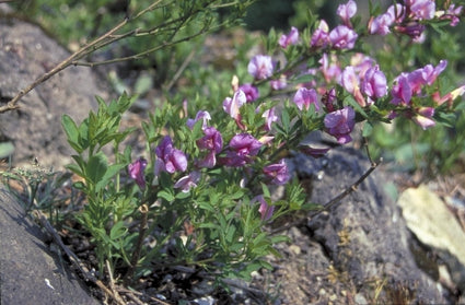 Purperen brem - Chamaecytisus purpureus