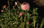 Cirsium japonicum 'Pink Beauty'