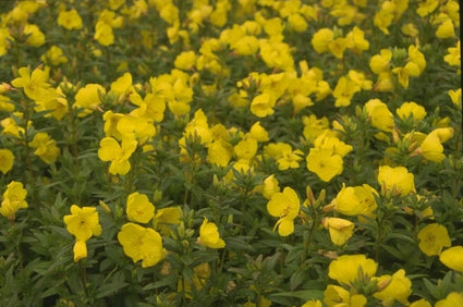 Teunisbloem - Oenothera fruticosa 'Michelle Ploeger'