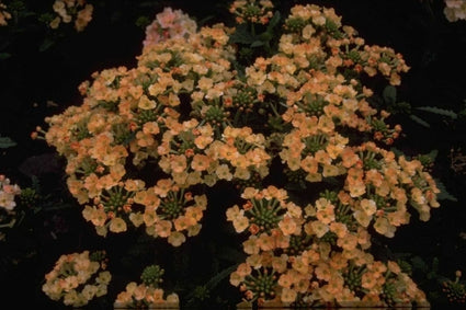 IJzerhard - Verbena 'Peaches and Cream'