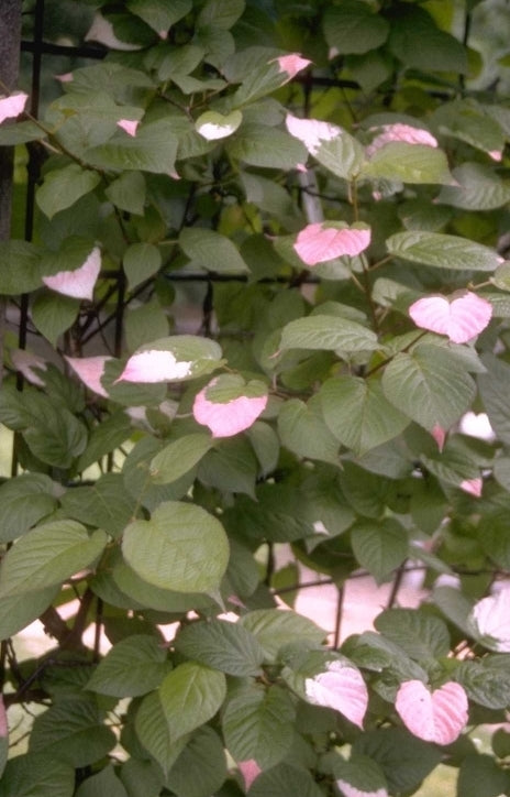 Straalstempel - Actinidia kolomikta Sierkiwi