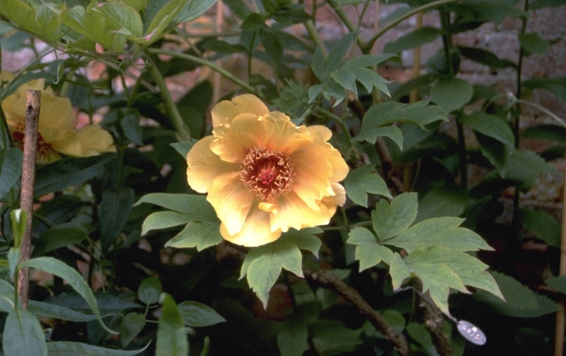 Pioen Paeonia suffruticosa 'Yellow'