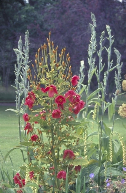 Meconopsis napaulensis 'Rood'