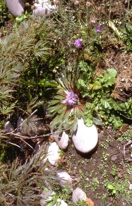 Carduncellus rhaponticoides