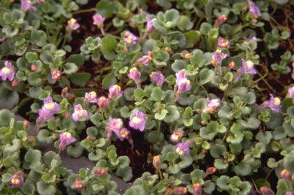 Cymbalaria pilosa muurleeuwenbek voor tussen muurspleten