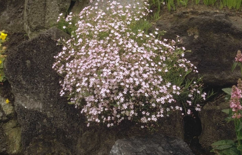 Kruipend gipskruid - Gypsophila repens 'Rosea'