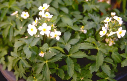 Anemoon - Anemone canadensis