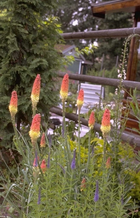 Vuurpijl Kniphofia uvaria 'Grandiflora'