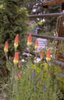 Vuurpijl Kniphofia uvaria 'Grandiflora'