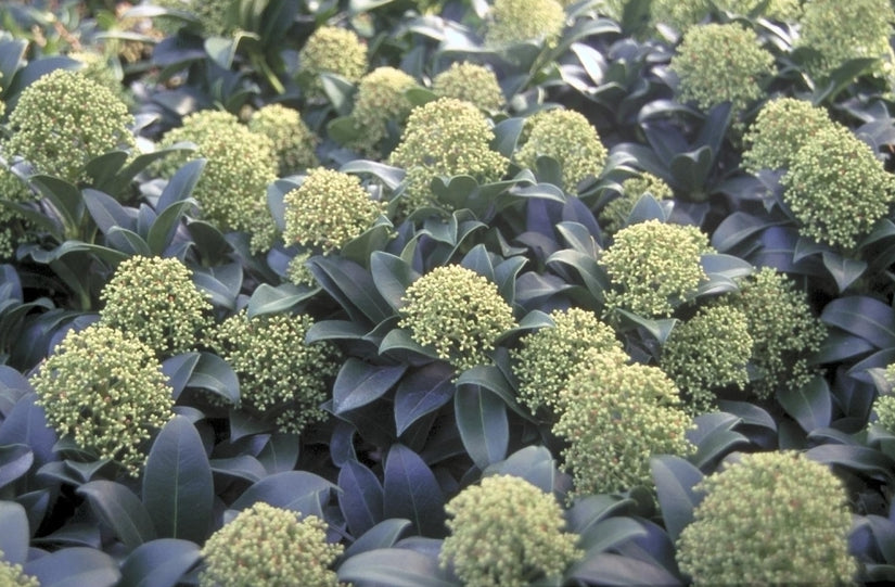 Skimmia japonica 'Fragrant Cloud'