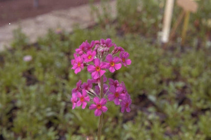 Japanse Sleutelbloem - Primula japonica