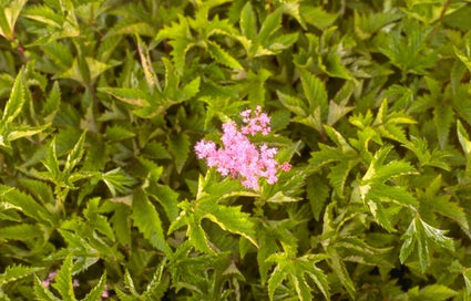 Spierstruik - Filipendula 'Kahome'