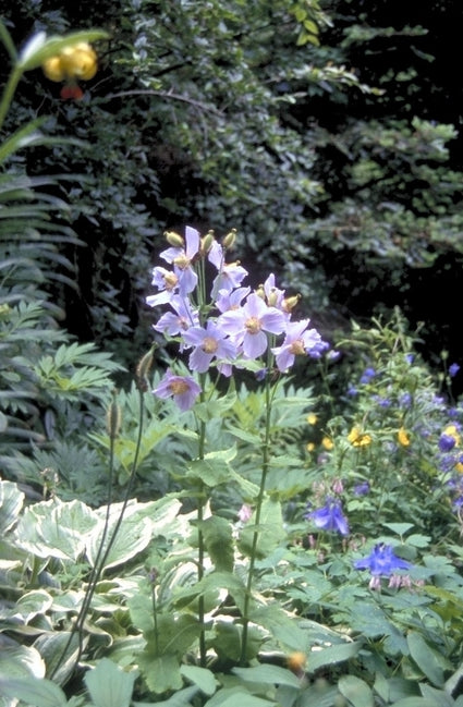 Meconopsis betonicifolia 'Lila'