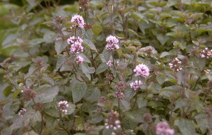 Schaduwkruid - Pachysandra Procumbens