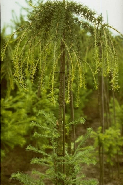 Europese larix - Larix decidua 'Pendula'