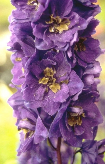 Ridderspoor - Delphinium 'Black Knight'