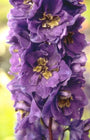 Ridderspoor - Delphinium 'Black Knight'