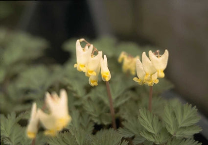 Gebroken hartje - Dicentra cucullaria