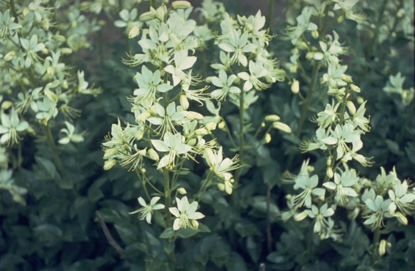 Vuurwerkplant - Dictamnus albus 'Albiflorus'