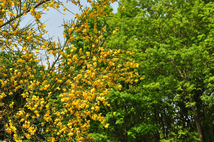 Brem - Cytisus scoparius