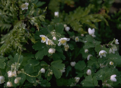 Alpenleverbalsem -  Erinus alpinus