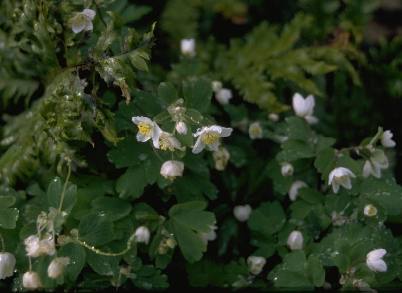 Isopyrum thalictroides