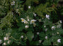Isopyrum thalictroides