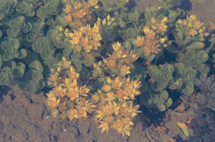 Roze vetkruid - Sedum spurium 'Album Superbum'