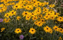 Rudbeckia Fulgida 'Goldsturm'