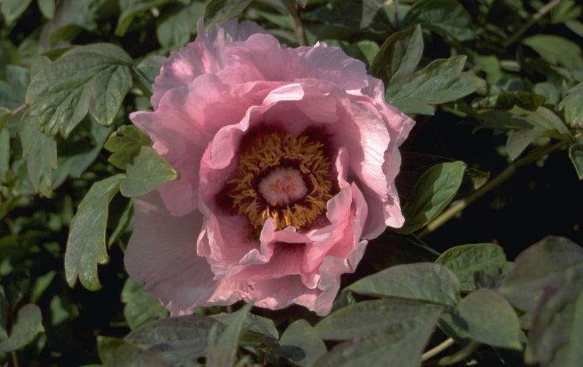 Gewone boompioen - Paeonia suffruticosa