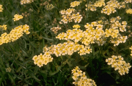 Duizendblad - Achillea x lewisii