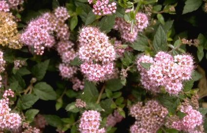 Struikspirea - Spiraea japonica 'Little Princess'