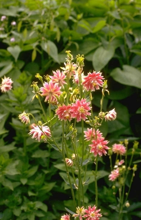 Akelei - Aquilegia 'Nora Barlow'