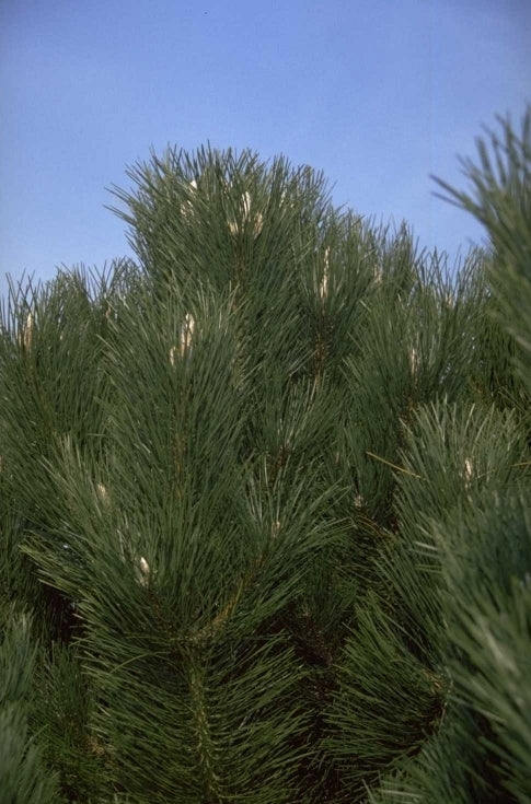 Zwarte den - Pinus Nigra 'Géant De Suisse'