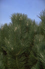 Zwarte den - Pinus Nigra 'Géant De Suisse'