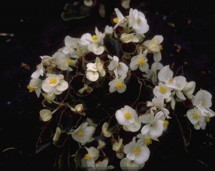 Scheefblad - Begonia semperflorens 'Wit'