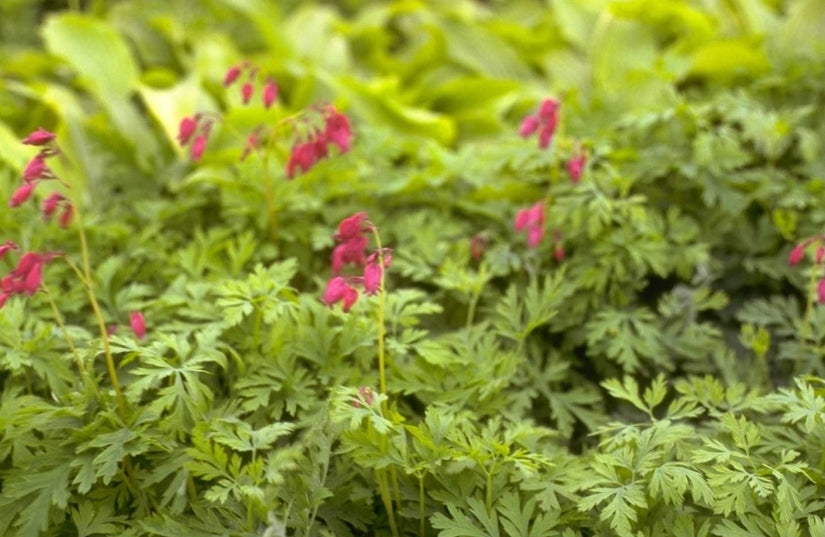 Gebroken hartje - Dicentra 'Bacchanal'