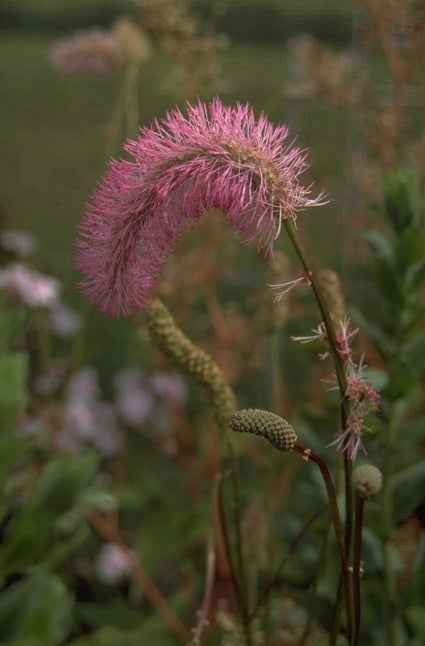 Pimpernel - Sanguisorba Obtusa