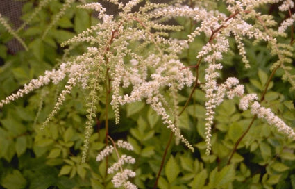 Struikspirea - Astilbe 'Prof. van der Wielen'