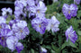 Viooltje - Viola 'Columbine'