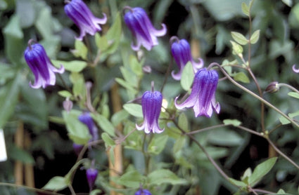 Clematis 'Rooguchi'