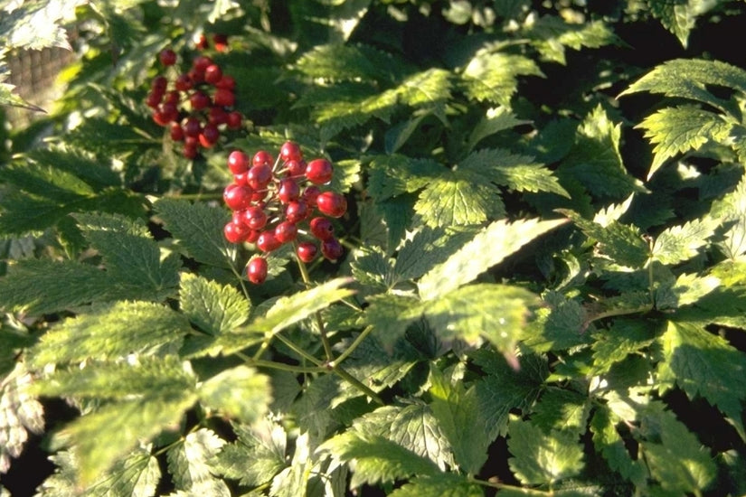 Christoffelkruid - Actaea spicata