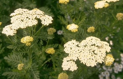 Duizendblad - Achillea grandifolia